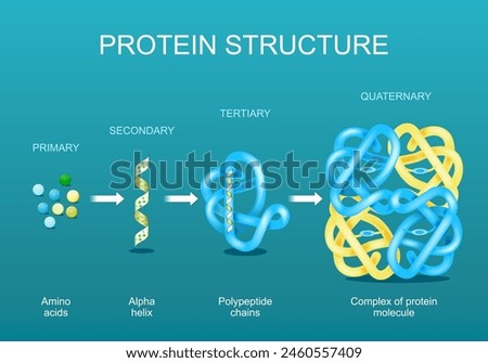 Protein structure. Amino acids, Alpha helix, Polypeptide chains, and Complex of protein molecule. Protein is a polymer (polypeptide) that formed from sequences of amino acids. Isometric Flat vector