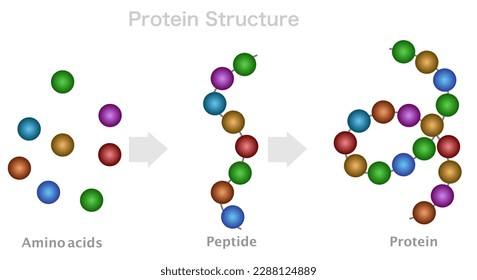 Protein structure, amino acids, peptide chain, polypeptide. DNA formation, protein compound digestion. Primary, secondary bonds. Contrast color, illustration Vector