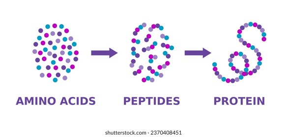 Protein structure. Amino acids, peptides, protein. Proteins formation model. Scientific diagram. Proteins molecule synthesis. Molecule made of long chains of polypeptides. Vector illustration. 