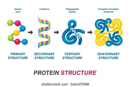 Protein Structure Concept. Vector Illustration.