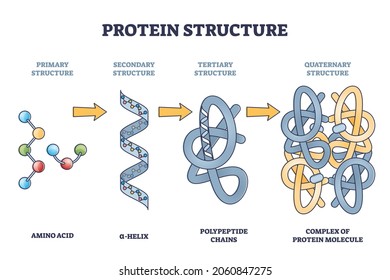 Protein structure levels from amino acid to complex molecule outline diagram. Labeled educational primary, secondary, tertiary and quaternary closeups for sequence and formation vector illustration.
