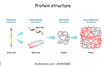 Protein structure levels: Primary, Secondary, Tertiary, and Quaternary. From Amino acid to Alpha helix, Beta sheet, peptide, and protein molecule. concept. Vector illustration.