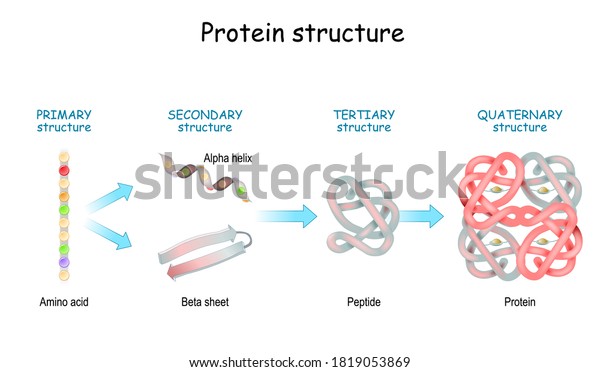 Protein structure\
levels: Primary, Secondary, Tertiary, and Quaternary. From Amino\
acid to Alpha helix, Beta sheet, peptide, and protein molecule.\
concept. Vector\
illustration.