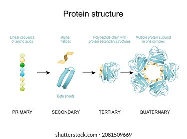 Protein Structure. From Linear Sequence Of Amino Acids, Alpha Helices And Linear Sequence To Polypeptide Chain And Multiple Protein Subunits In One Complex. Vector Diagram. Poster For Infographics