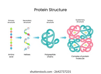 Protein Structure Primary to Quaternary Levels
