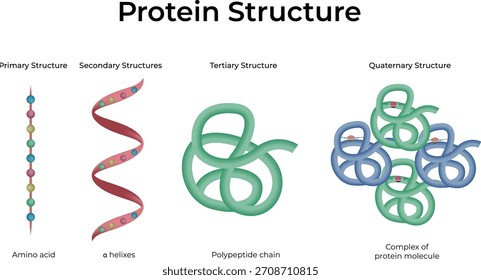 Protein Structure: Primary, Secondary, Tertiary and Quaternary Levels