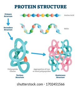 Protein structure vector illustration. Labeled amino acid chain molecules types scheme. Educational collection with various primary structure, helix, polypeptide tertiary and quaternary levels closeup - Shutterstock ID 1702451566