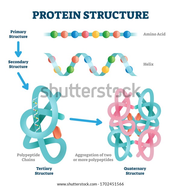 タンパク質構造のベクターイラスト 標識アミノ酸鎖分子の型はスキームである 様々な主要構造 らせん ポリペプチドの第3レベルと第4レベルの接写を持つ教育コレクション のベクター画像素材 ロイヤリティフリー
