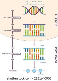 Protein Synthesis Infographic Chart, From DNA To Aminoacids