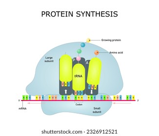 Síntesis de proteínas, traducción de mRNA en un ribosoma. Ilustración de vectores para la educación