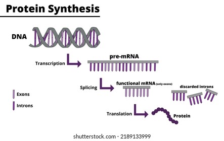 Protein synthesis process. Production of proteins from DNA. Processes of transcription, splicing and traduction. Vector illustration. Didactic illustration.