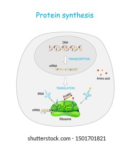 Protein Synthesis In Ribosome. Transcription And Translation. Synthesis Of MRNA From DNA In The Nucleus. The MRNA Decoding Ribosomes. Steps Diagram With Cycle Explanation