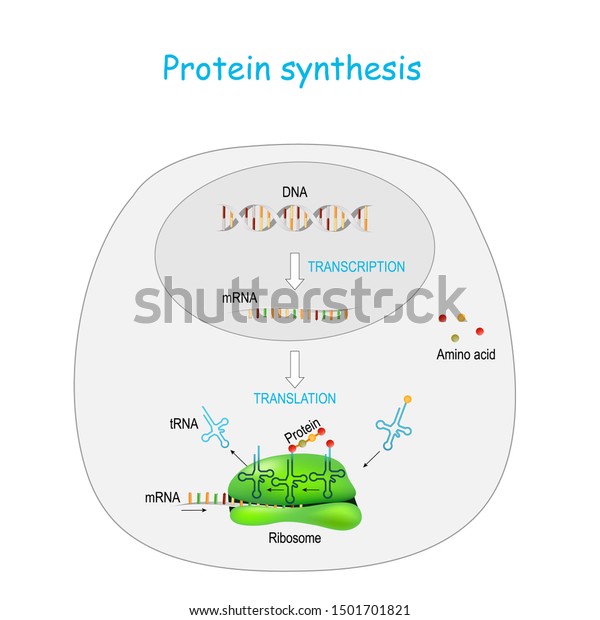 Protein synthesis in\
ribosome. transcription and translation. synthesis of mRNA from DNA\
in the nucleus. The mRNA decoding ribosomes. steps diagram with\
cycle explanation