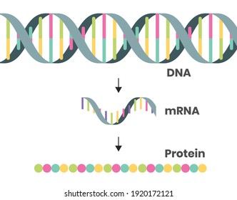 Protein Synthesis In Vector File