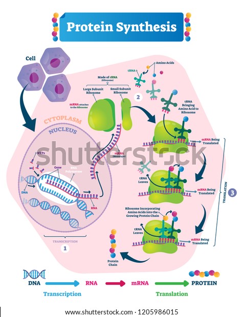 Protein synthesis\
vector illustration. Labeled transcription and translation steps\
diagram with full cycle explanation. How body creates protein chain\
from cytoplasm.