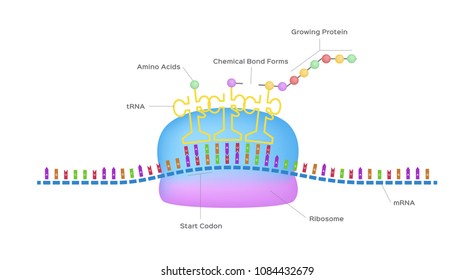 Protein Synthesis Vector / Ribosome Assemble Protein Molecules