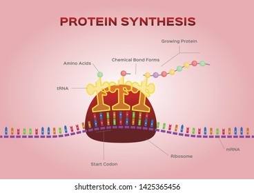 Protein Synthesis Vector / Ribosome Assemble Protein Molecules