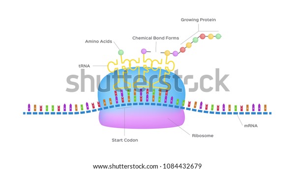 Protein Synthesis Vector Ribosome Assemble Protein Stock Vector ...