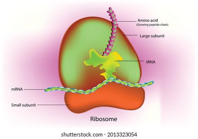 1,451 Ribosomes Stock Vectors, Images & Vector Art | Shutterstock