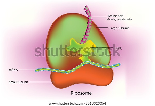 Protein Translation Process Ribosome Microbiology Anatomy Stock Vector ...