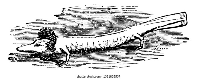Proteus Anguinus alcanza una longitud de aproximadamente 1 pie, dibujo vintage o ilustración de grabado.