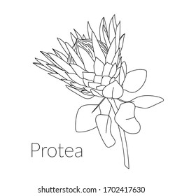 Proteus Realistic Flower. Hand drawn vector illustration for post card, poster, banner, media design. Tropical king protea flower in blossom. Line art. Coloring