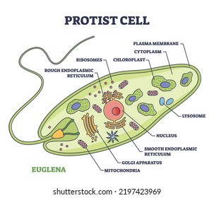 Protist cell anatomy with euglena microorganism structure outline diagram. Labeled educational scheme with green organism parts description vector illustration. Eukaryotic biological inner structure.