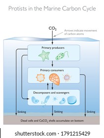 Protists in the Marine Carbon Cycle - Biology Education Vector Illustration