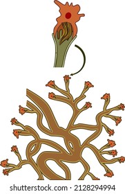 Protonephridia Of Flatworm With Flame Cell. Structure Of Excretory System Of Trematode And Other Flatworm