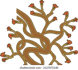 Protonephridia Of Flatworm. Structure Of Excretory System Of Trematode And Other Flatworm