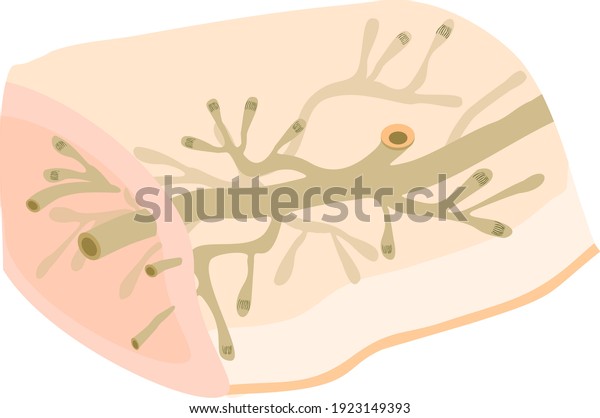 Protonephridia Planaria Other Flatworm Structure Excretory Stock Vector ...