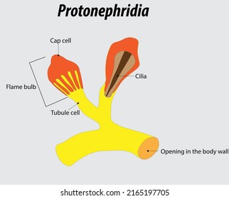 Protonephridia vector illustration drawing with layers labeled diagram