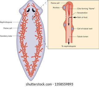 Protonephridial (Excretory) System in a Turbellarian, Planaria Regeneration Event