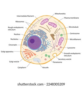 Prototypical Human Cell ,This is a prototypical example of a cell containing the primary organelles and internal structures