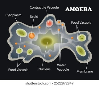 Protozoa. Amoeba on a black background. Science education vector illustration