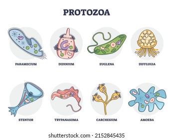 Protozoa Division Collection As Single Cell Eukaryote Biological Outline Set. Labeled Educational Closeup Scheme With Paramecium, Didinium, Euglena, Difflugia, Stentor And Amoeba Vector Illustration.