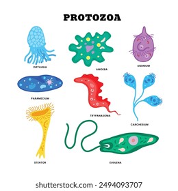 Protozoa division collection as single cell eukaryote biological outline set. Labeled educational closeup scheme with paramecium, didinium, euglena, difflugia, stentor and amoeba vector illustration.
