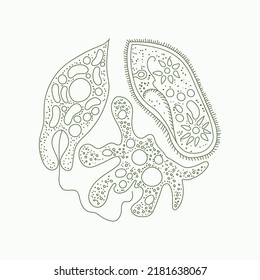 Protozoa microorganisms. Unicellular animals under the microscope. Amoeba, euglena green, shoe infusoria. Isolated vector image on a white background.
