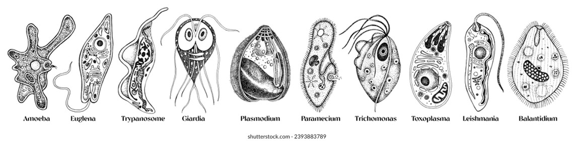 Protozoa most common diseases set