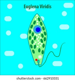 Protozoa, Unicellular organisms