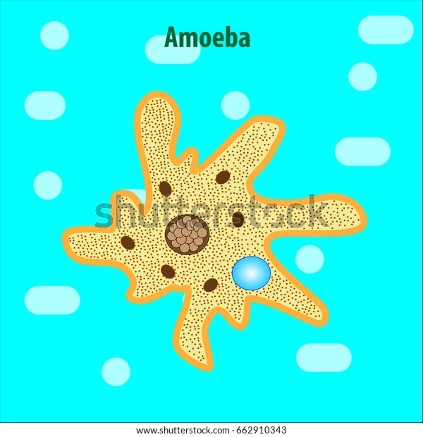 Protozoa Unicellular Organisms Stock Vector Royalty Free 662910343 Shutterstock 4085