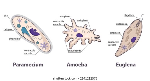 Protozoans variety: paramecium, amoeba, euglena. Different groups of protozoans as example of unicellular eukaryotic parasites. 