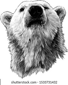 proud bear head looking confidently forward, sketch vector graphics monochrome illustration on white background