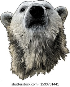 proud bear head looking confidently forward, sketch vector graphics color illustration on white background