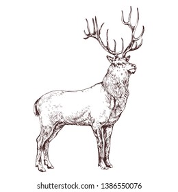 Proud Deer With Horns Sketch Vector Engraving Style