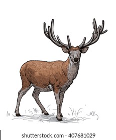 Proud horned deer. Vector illustration