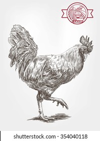 proud rooster. sketches made by hand on a gray background