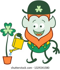 Proud Saint Patrick's Day Leprechaun with red beard, pointy ears and traditional hat, shorts and suspenders smiling enthusiastically while watering a beautiful big clover in a pot with a can