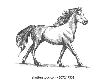  Pencil Line Drawing Horse You can edit any of drawings 