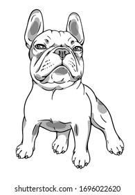 Proud-faced french bulldog sketch.
 Vector illustration. Image for print on any surfaces